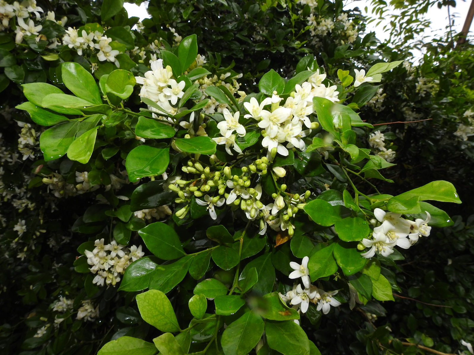 Peter S Blog 月橘 七里香