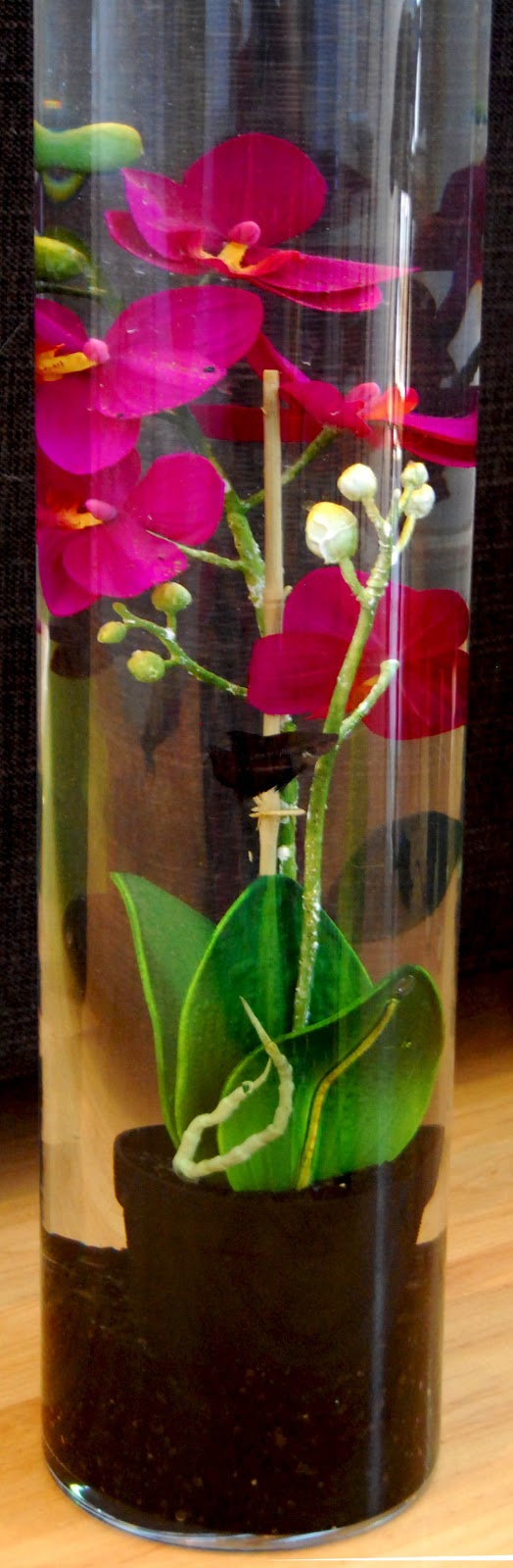 GEBEMA: Genetic Betta Madrid: MANTENIMIENTO Básico de Bettas