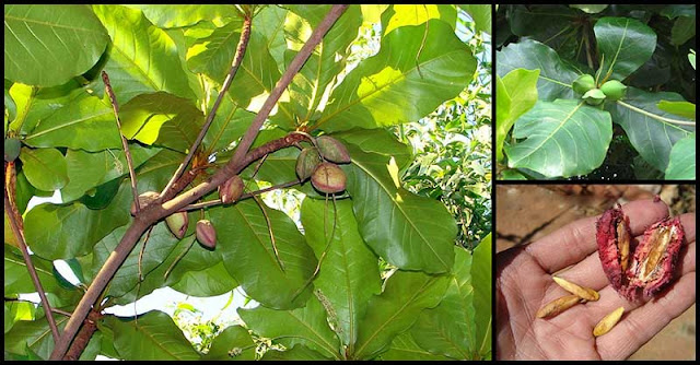 Health Benefits of Talisay Tree Health Benefits of Talisay Tree