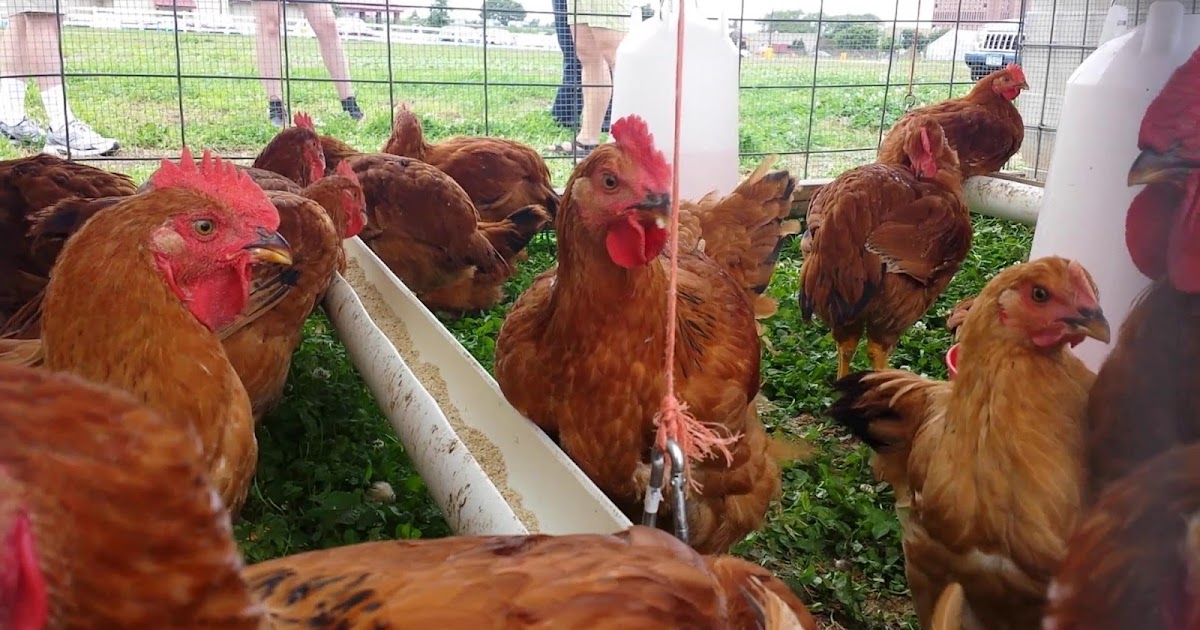 Activities (Routines) that make fowls (poultry birds) productive in