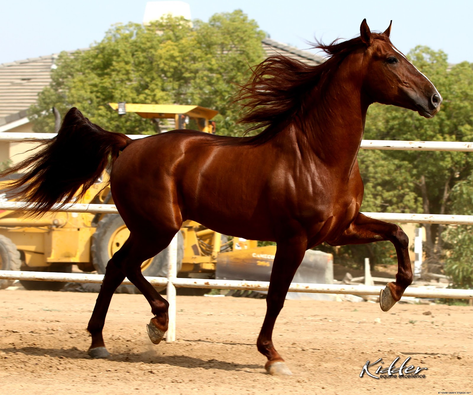 List 90+ Background Images Images Of Andalusian Horses Full HD, 2k, 4k
