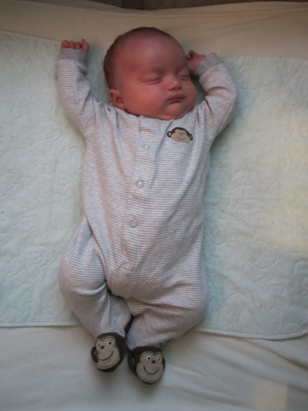 Growing Up Garbers 8 Weeks Old Today