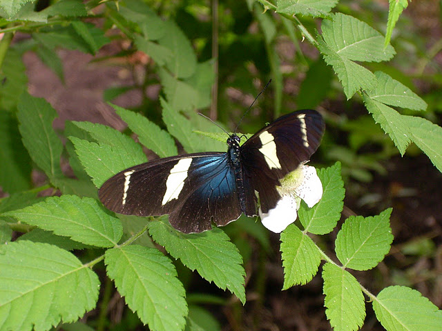 Borboletas e Mariposas Heliconius sara apseudes (Hübner, 1806)