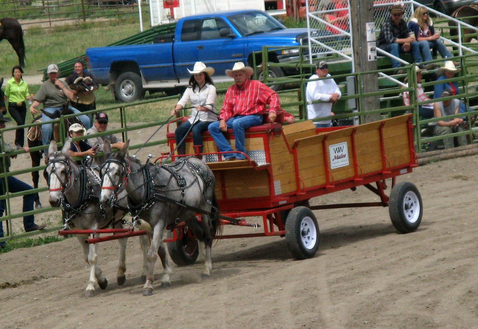 Intermountain Draft Horse and Mule Association Montana mule days