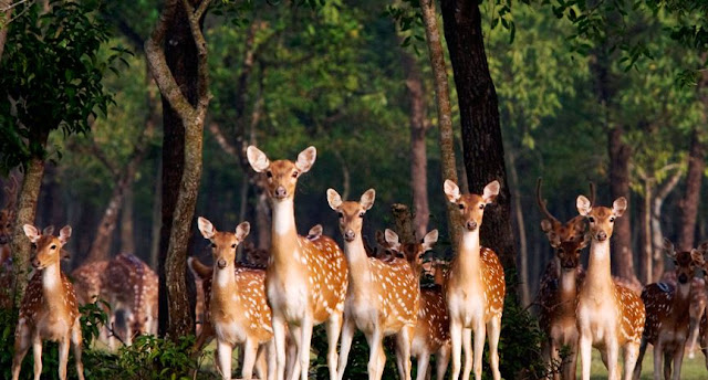 The Seasons of Bangladesh, Sundorbon