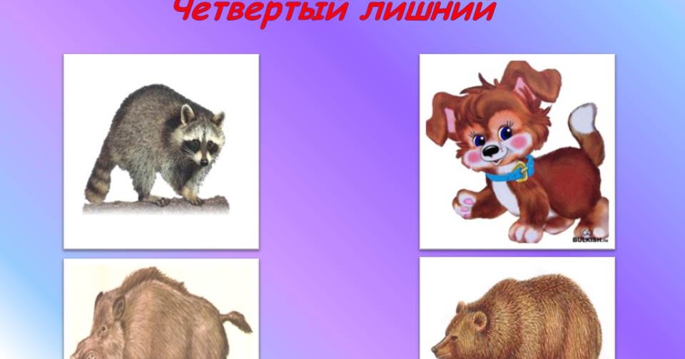 четвертый лишний дикие животные