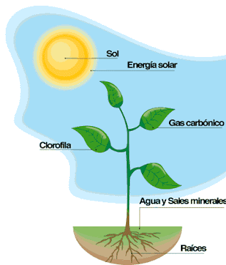 componente de la fotosintesis