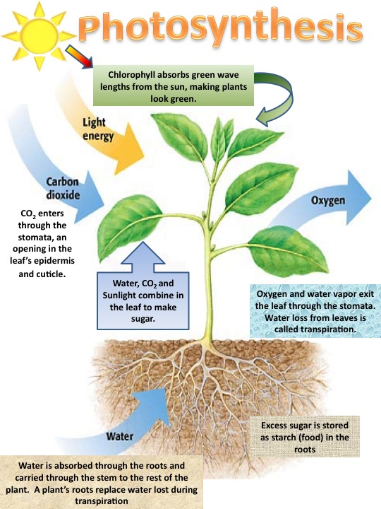 akshay How to Harness Energy from Plants?