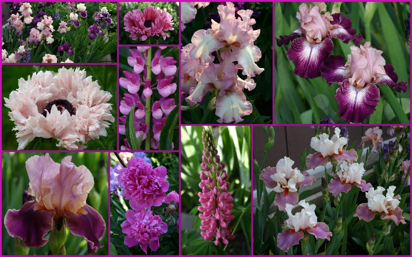 TALL BEARDED IRISES2013 blooms with COMPANION PLANTS Sowing the Seeds