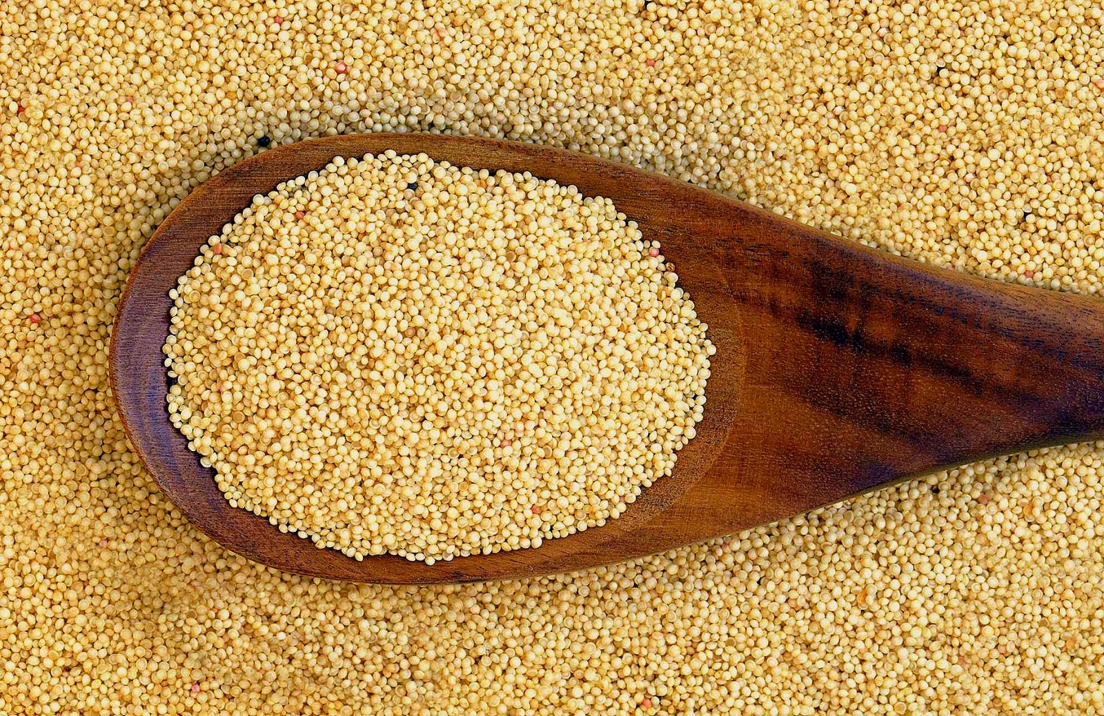 Markapacha SOBRE QUINUA Y CAÑIHUA. Un libro con recetas de oro