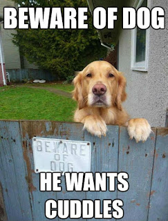 Dog Memes Dog Memes