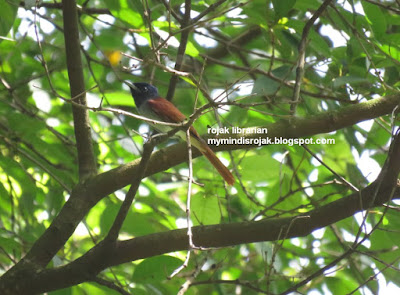 Asian Paradise Flycatcher in Bidadari