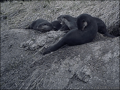 01-funny-gif-238-otter-knocks-over-friend.gif