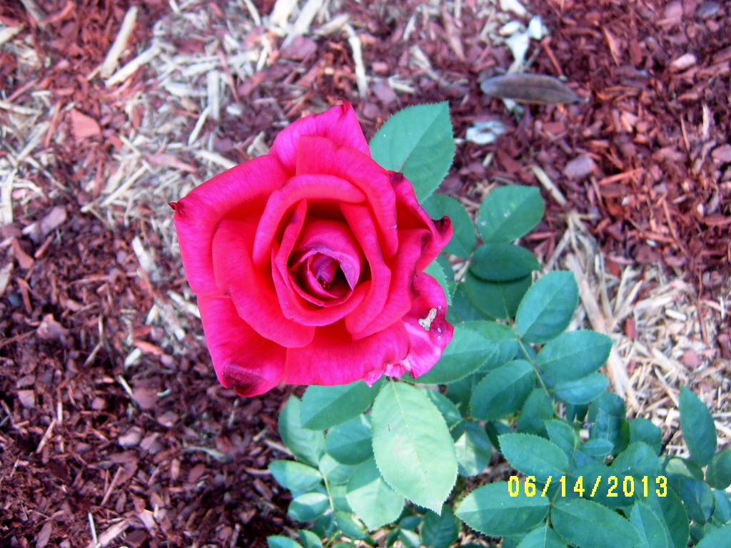 Alabama Rose and Flower Garden from a Non-Green Thumb: June's Bloom Day ...