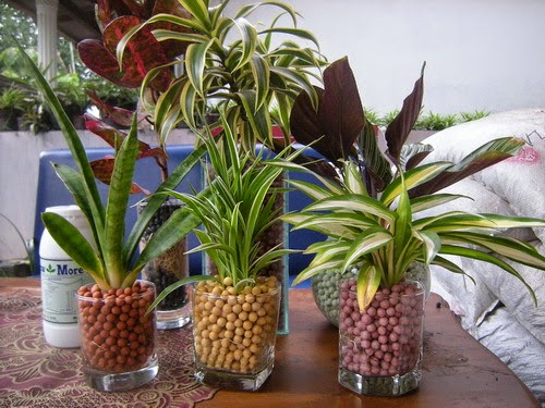 Jual Mulsa Plastik Untuk Pertanian Tambak Bagaimana Cara