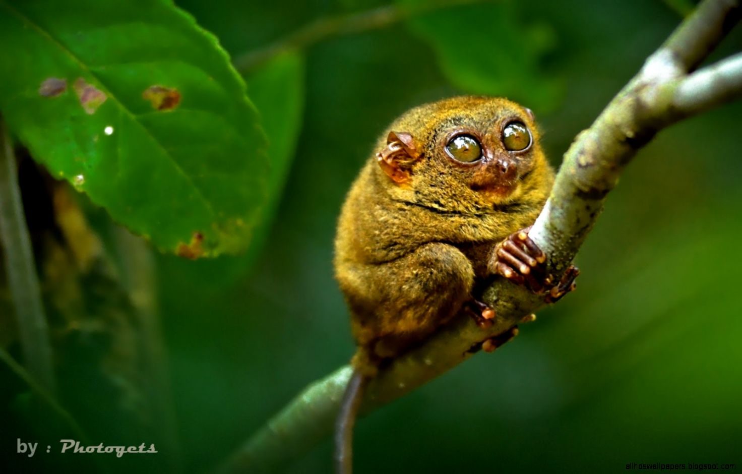 Macro Photography Animals Wallpaper 6114 Wallpaper