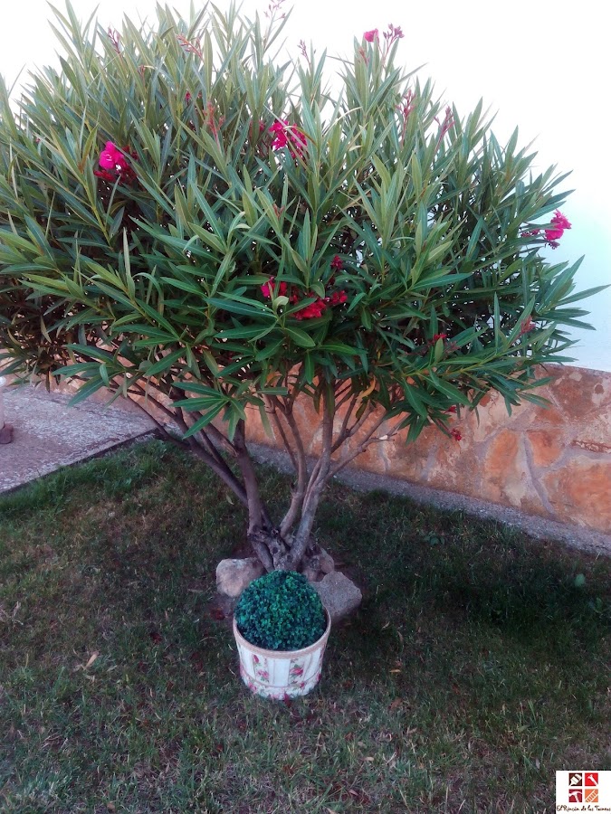 reciclar una maceta