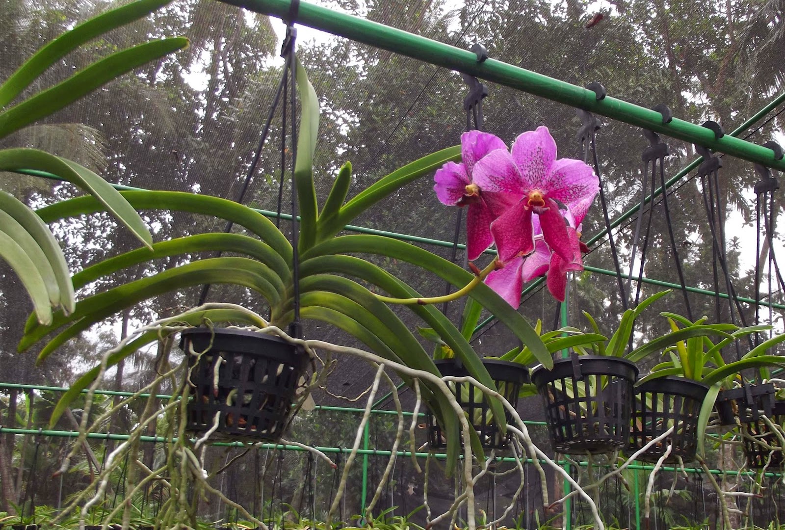 The Ceylon Times Sri Lankan orchid