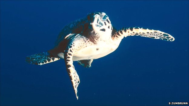 hawksbill sea turtle predators hawksbill sea turtle predators