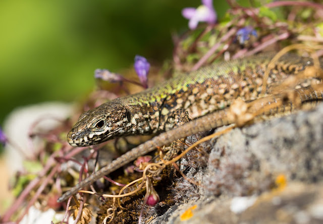 Wall Lizard - Ventnor Botanic Garden Wall Lizard - Ventnor Botanic Garden