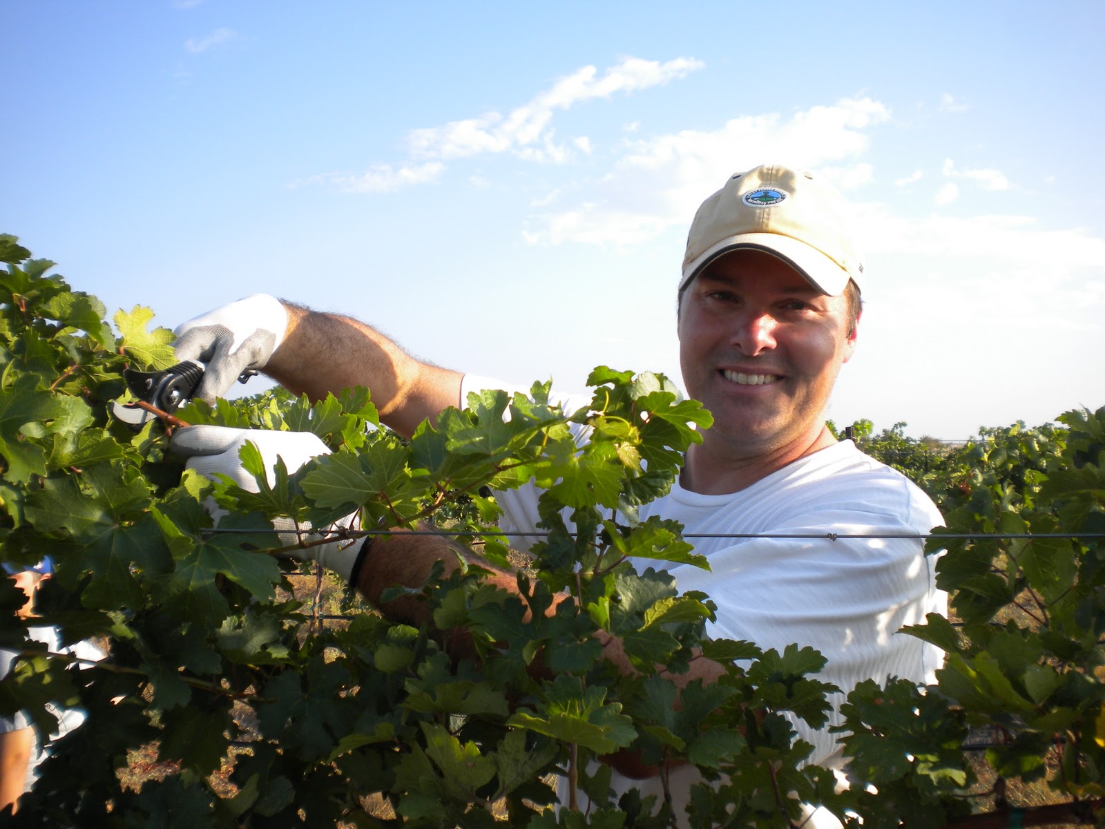 Pilot Knob Vineyard Blog