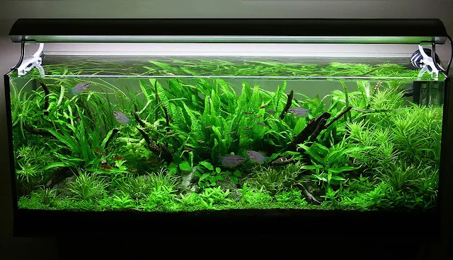 Aquarium untuk Aquascape