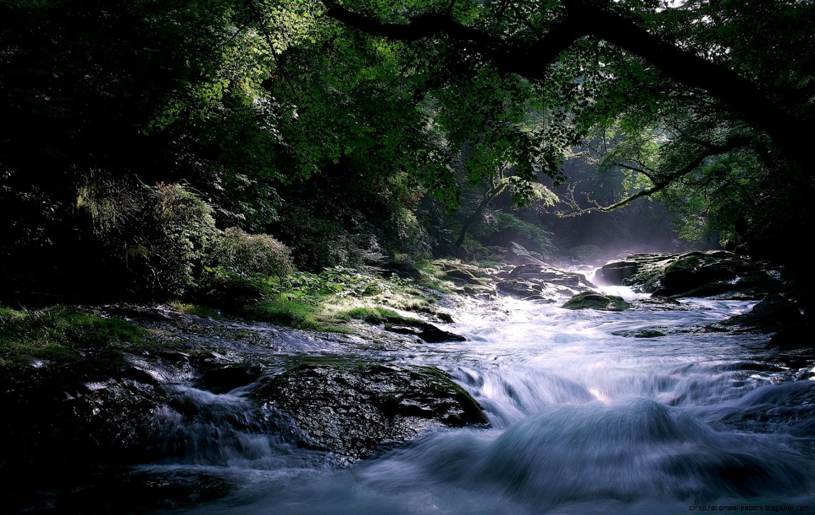 Forest River Wallpapers
