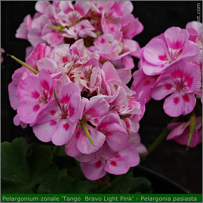 Pelargonium zonale 'Tango  Bravo Light Pink' flowers - Pelargonia pasiasta  'Tango  Bravo Light Pink'  kwiaty