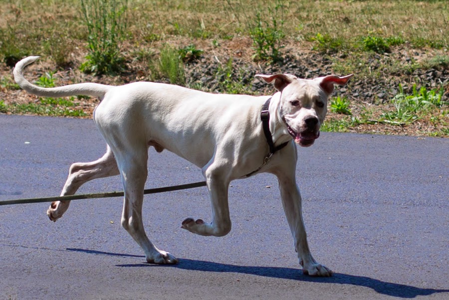 Shelter Dogs of Portland "HOWIE" big happy puppy Dogo Argentino (Boxer/Dane?) mix