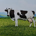 Susu Fernleaf yang Penuh dengan 100%  Manfaat Terjamin dari New Zealand