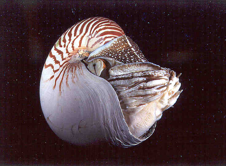 Thomas' Marine Biology Blog: Nautilus
