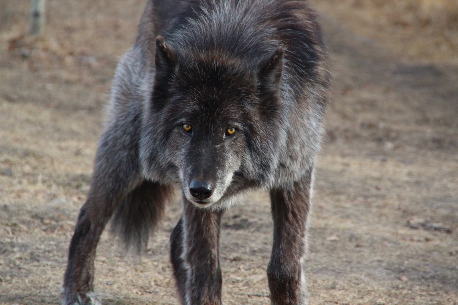 Get Me Outdoors Yamnuska Wolfdog Sanctuary