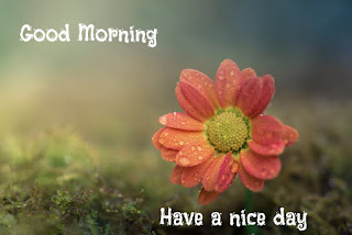 30+ Good Morning Have a Nice Day Images make you Happy | God Wallpaper