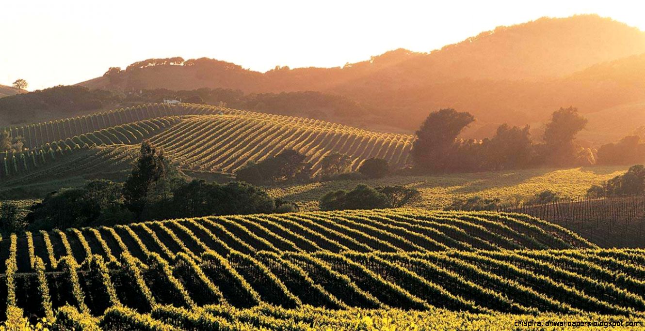 Napa Valley Vacation Travel Guide and Tour Information   AARP