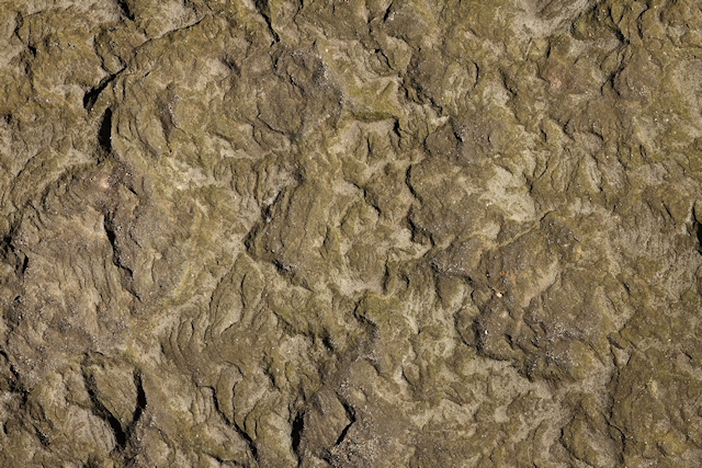 Rock, Green, Moss, Texture, 3888 x 2592