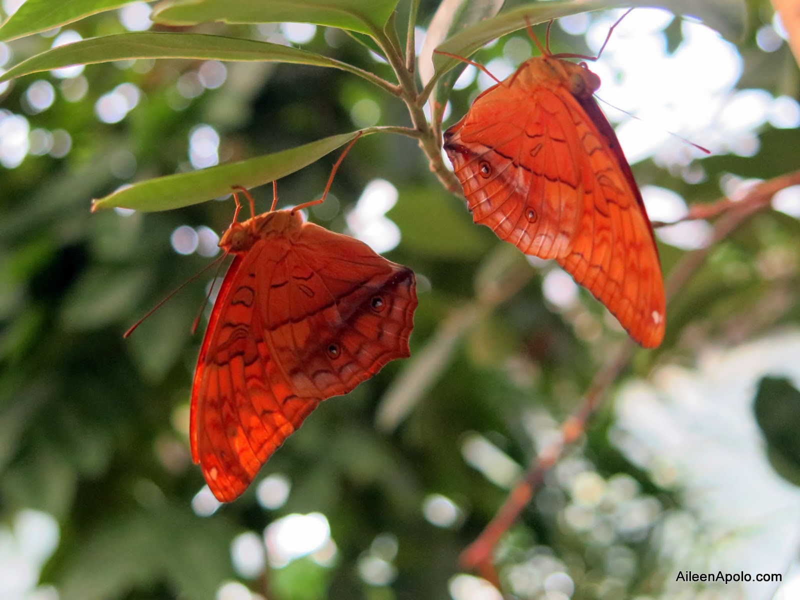 Lakwatsera Ako: Beautiful Butterflies
