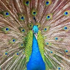 Did you know that I love peacocks?