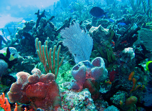 3 Arrecifes de Coral, Islas de la Bahía