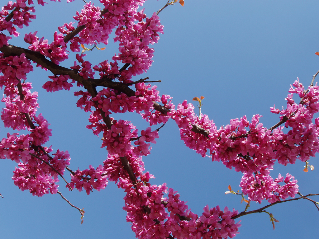 9 Beautiful flower on earth you never see Weird Things 168