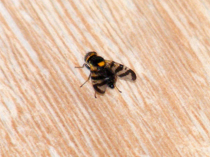 Loire Valley Nature Common Cherry Fruit Fly Rhagoletis cerasi