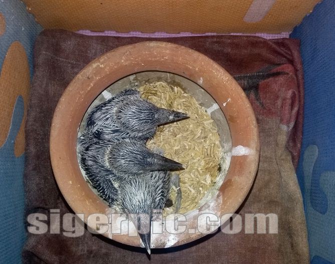 Cara Memelihara Lolohan Anakan Burung Tengkek Cekakak