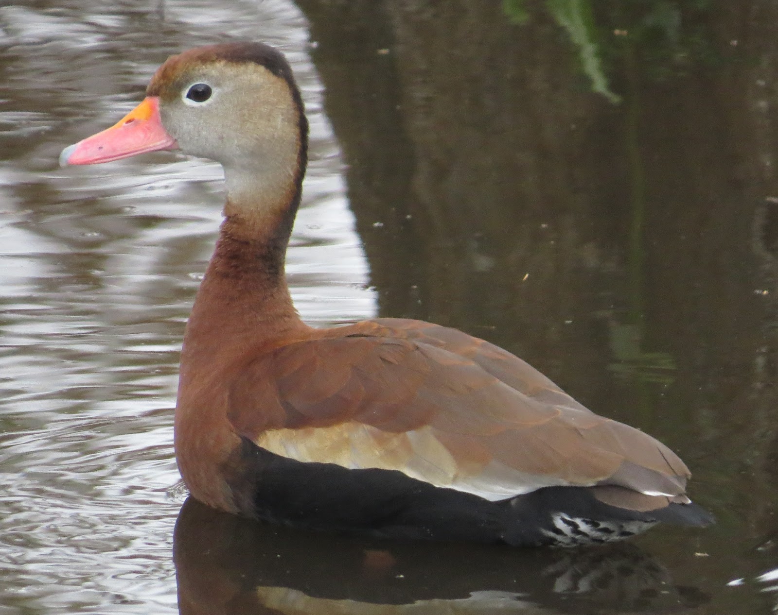 Florida Suncoast Birding Life List & Gallery 480