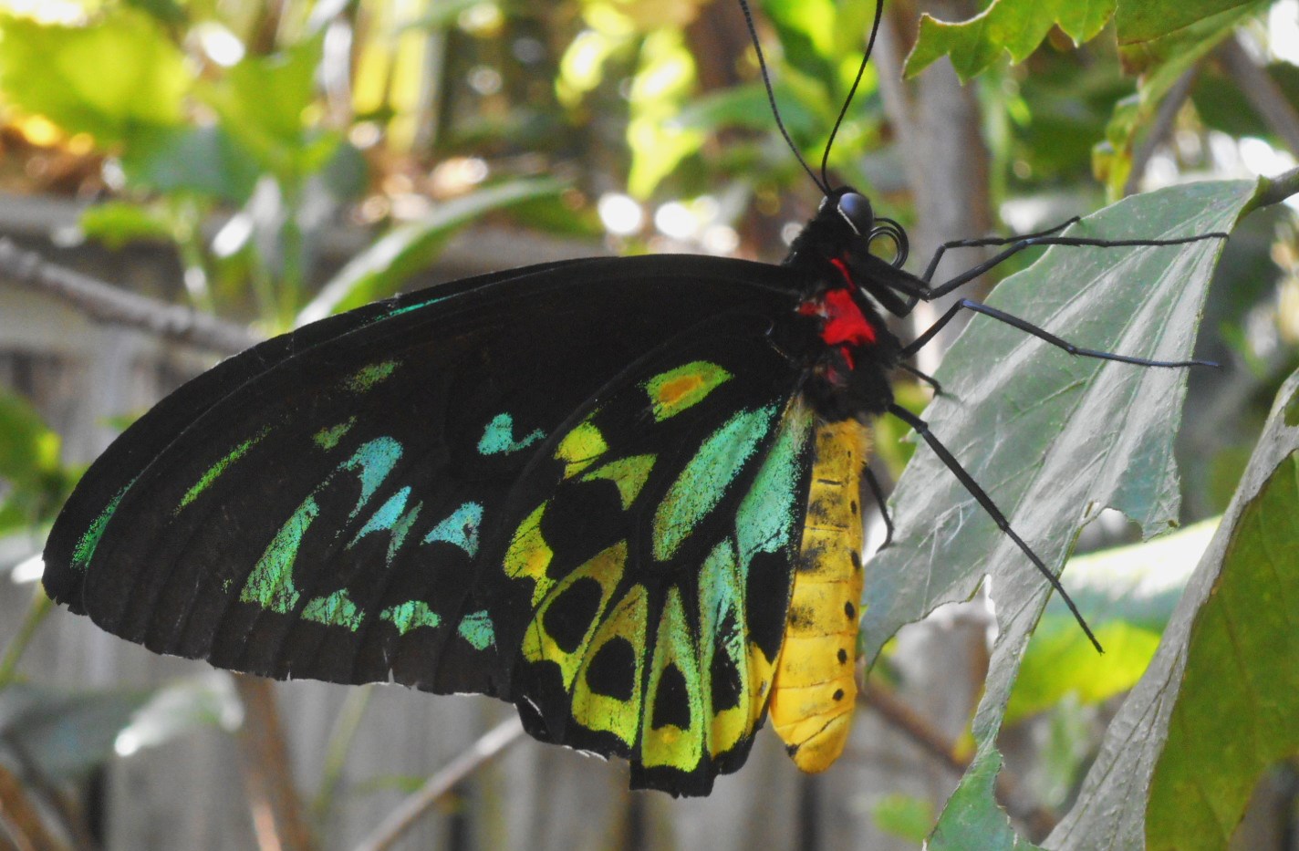 Little Darwin DAZZLING TROPICAL BUTTERFLIES OF NORTH QUEENSLAND