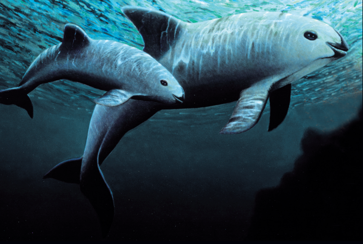 Open your mind with Vaquita facts FACTS OF LIFE