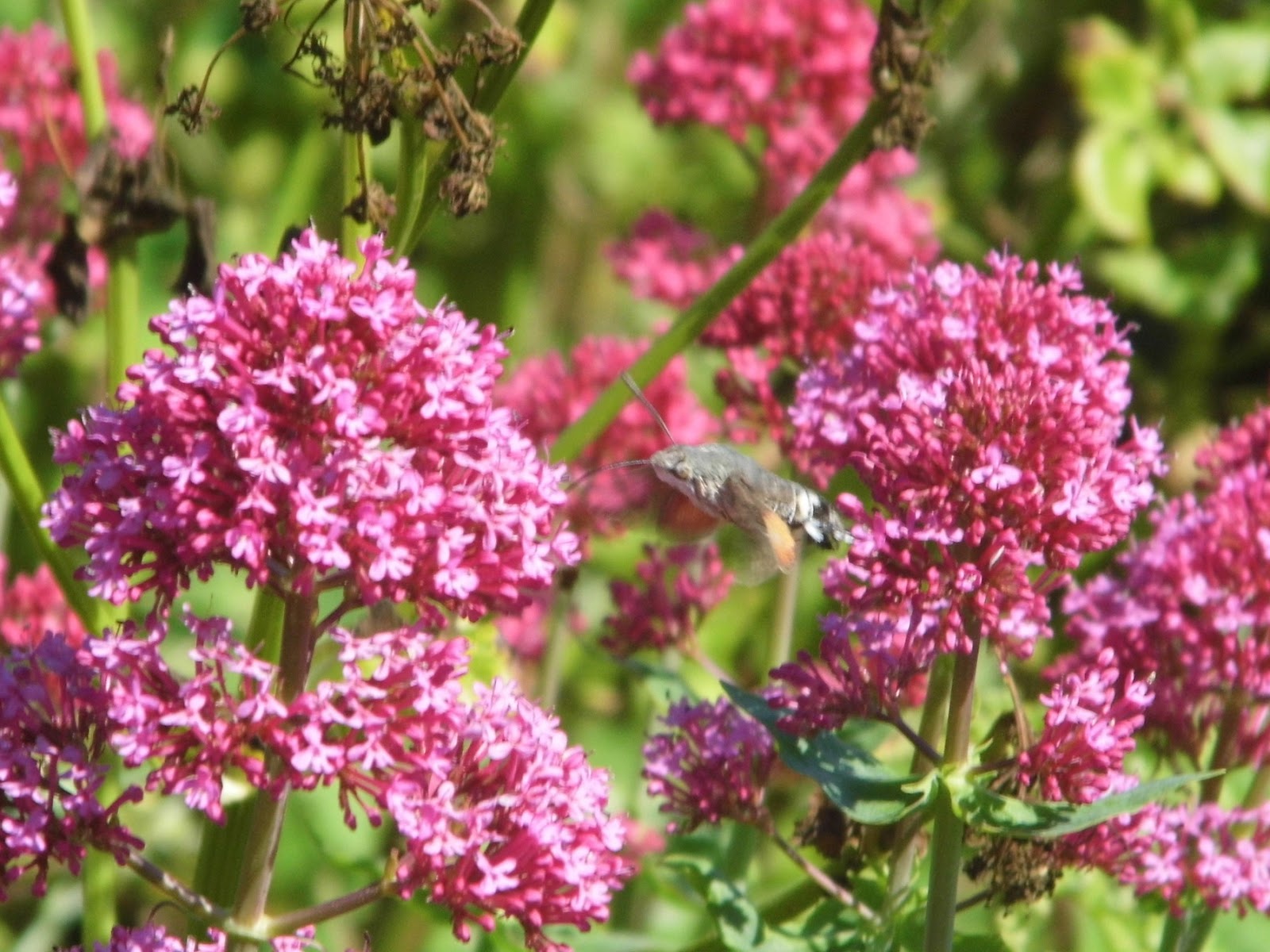 Birds and Beer NORTH NORFOLK Beeston Bump & Common