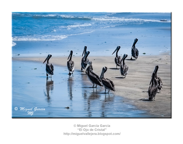 Pelícanos en la caleta de Matacaballo, Sechura (Piura - Perú)