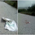 Ηγουμενίτσα: Αποτροπιασμός για τα  κουταβάκια που πετάχθηκαν στο δρόμο (+ΦΩΤΟ)