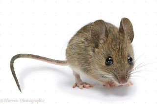 التعديل الجيني يجعل فئران التجارب فائقة الذكاء 
