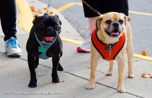 Dogs ready for a 5k at Buddy's Race Against Cancer, fall 2012, Thomas Haynes Photography