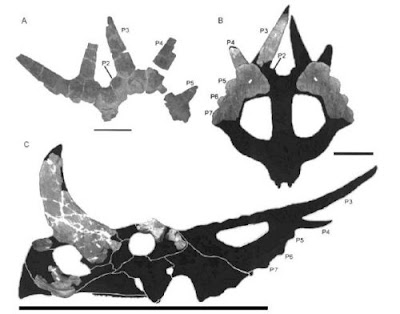Rubeosaurus skull